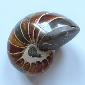 تصویر فسیل ناتیلوس آمونیت طبیعی (Nautilus Ammonite) (2) (کمیاب) 