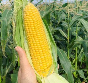 تصویر بذر ذرت 