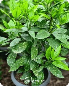 تصویر گیاه آکوبا (کروتون ) 