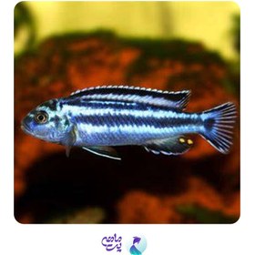 تصویر ماهی سیچلاید اوراتوس 10-12 سانت 