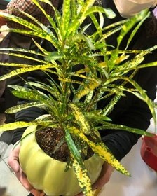 تصویر گل آکوبا 6608 