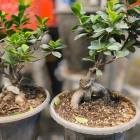 تصویر گیاه بنسای جنسینگ 