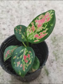 تصویر اگلونما خال دار سایز نشایی