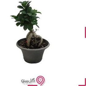 تصویر گلدان بونسای جنسینگ 