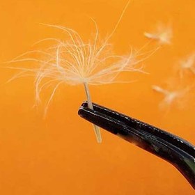 تصویر بسته قاصدک درشت 