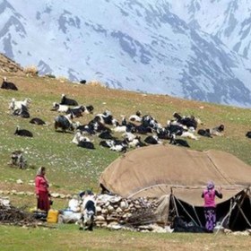 تصویر روغن حیوانی گوسفندی سنتی درون و با هیزه(1500گرم) 