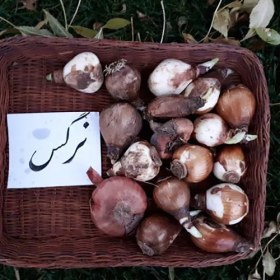تصویر پیاز گل نرگس عطری 