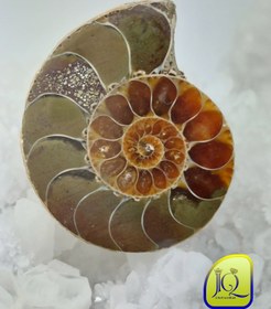 تصویر فسیل آمونیت 