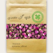 تصویر غنچه گل محمدی 