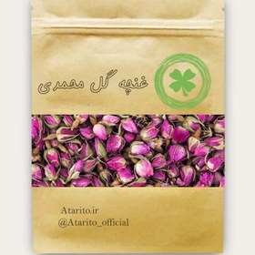 تصویر غنچه گل محمدی 