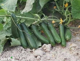 تصویر بذر خیار سبز بوته ای ممتاز F1 