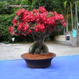 تصویر بذر آدنیوم قرمز 2 عددی 