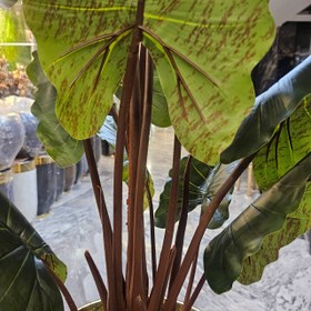 تصویر درختچه بابا آدم مصنوعی 