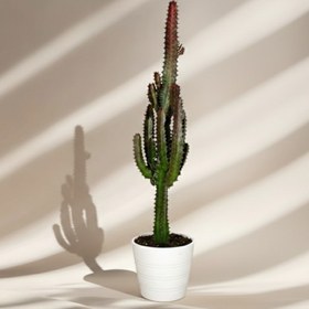 تصویر گلدان افوربیا تریگونا قرمز طبیعی به همراه پکیج کودی رایگان 