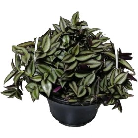 تصویر گیاه طبیعی برگ بیدی کد qq18 