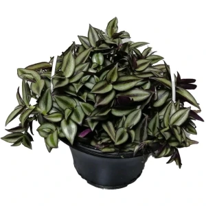 تصویر فروشگاه هوم گل