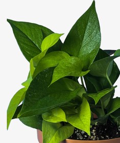 تصویر پتوس نئون 