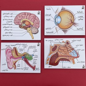 تصویر مجموعه پازل اجزای سر انسان 