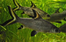 تصویر ماهی سیلور شارک سایز ۱۵ تا ۱۷ سانت 