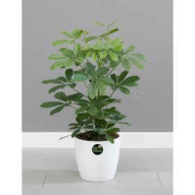 تصویر گیاه شفلرا با گلدان سرامیکی 