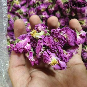 تصویر گل محمدی 