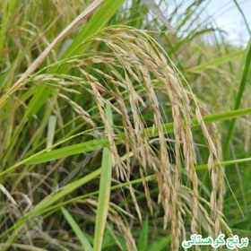 تصویر برنج فجر 10 کیلویی الک 