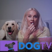 تصویر اکانت پرمیوم Dog Tv – فیلم و برنامه مخصوص سگ ها 