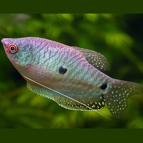 تصویر گورامی دوخال 