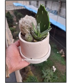 تصویر دیش گاردن کاکتوس Cactus Dish garden