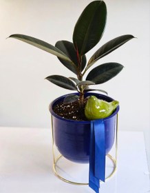 تصویر گلدان گیاه فیکوس 