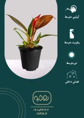 تصویر فیلودندرون رد سان - گـلـفـروشی آنـلایـن روحـیـه 