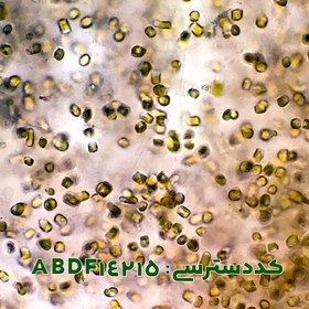 تصویر کتوسروس ( Chaetoceros sp. ABDF14215 ) 