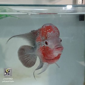 تصویر ماهی فلاور هورن zz کد ۹ Flowerhorn zz cichlid no.9