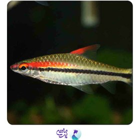 تصویر ردلاین 8 تا 10 سانت 