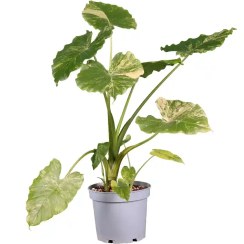 تصویر آلوکازیا گاجیانا آئورا 