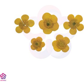 تصویر گل خشک آلاله 