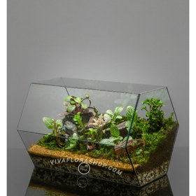 تصویر تراریوم پناه سبز 