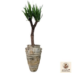تصویر گیاه طبیعی یوکا مدل 1224 | کد: ZNB-3DC 