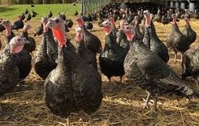 تصویر بوقلمون ارگانیک (سلامت محور) 