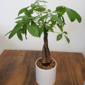 تصویر پاچیرا 