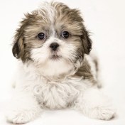 تصویر شیتزو وایت ماده وارداتی کد 093 