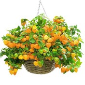 تصویر بذر فیسالیس ( گوجه پوست دار ) 