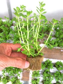 تصویر گیاه آبزی آکواریوم پلنت باکوپا منیری Bacopa Moneywort (پک 5 شاخه) 