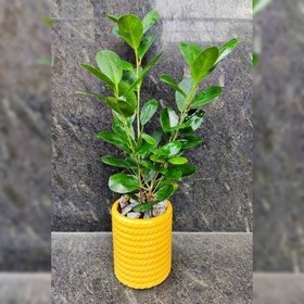 تصویر فروش انجیر پرده‌ای برای تزئین فضای اداری 