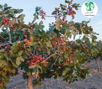 تصویر نهال پسته پیوندی احمد آقایی پایه UCB1 