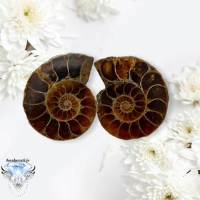 تصویر جفت فسیل آمونیت زیبا و طبیعی 