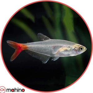 تصویر فروشگاه ماهینو