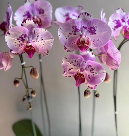 تصویر موجودی روز ارکیده 