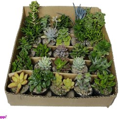 تصویر گیاه طبیعی کاکتوس کد cf1 مجموعه 25 عددی 