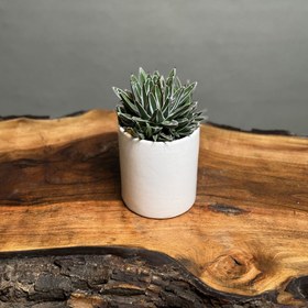 تصویر کاکتوس آگاو ویکتوریا 